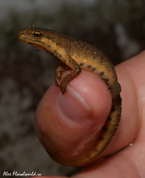 Обыкновенный тритон или гладкий тритон (Lissotriton vulgaris, синоним Triturus vulgaris) 
Ключевые слова: Обыкновенный тритон гладкий тритон Lissotriton vulgaris Triturus vulgaris 