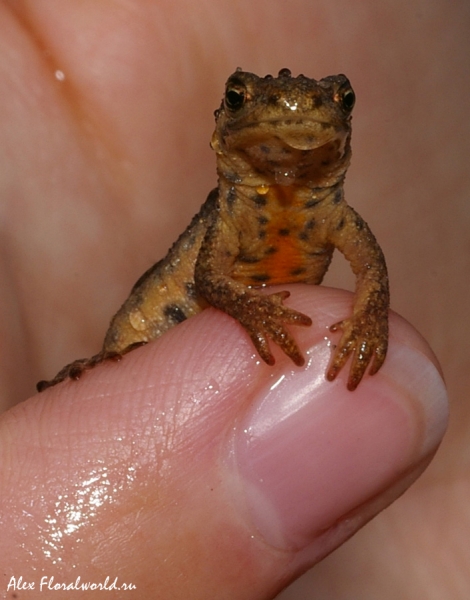 Обыкновенный тритон или гладкий тритон (Lissotriton vulgaris, синоним Triturus vulgaris) 
Ключевые слова: Обыкновенный тритон гладкий тритон Lissotriton vulgaris синоним Triturus vulgaris 