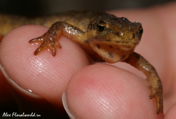 Обыкновенный тритон или гладкий тритон (Lissotriton vulgaris, синоним Triturus vulgaris) 
Ключевые слова: Обыкновенный тритон гладкий тритон Lissotriton vulgaris, синоним Triturus vulgaris