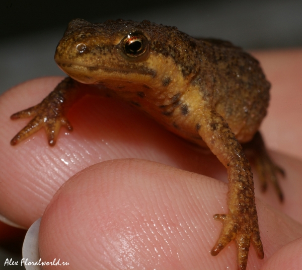 Обыкновенный тритон или гладкий тритон (Lissotriton vulgaris, синоним Triturus vulgaris) 
Ключевые слова: Обыкновенный тритон гладкий тритон Lissotriton vulgaris, синоним Triturus vulgaris 