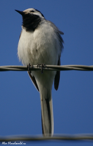 Трясогузка белая (Motacilla alba), самец
Ключевые слова: Трясогузка белая Motacilla alba самец