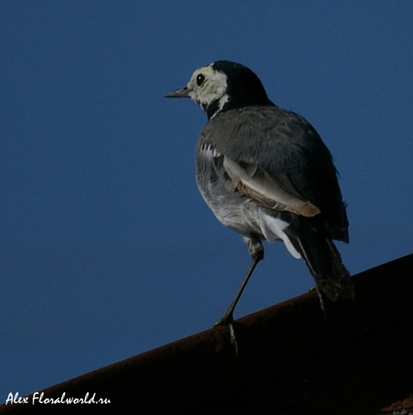 Белая трясогузка (Motacilla alba)
Ключевые слова: Белая трясогузка Motacilla alba