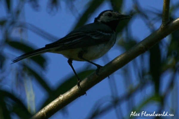 Белая трясогузка (Motacilla alba), слеток 
Ключевые слова: Белая трясогузка Motacilla alba слеток 