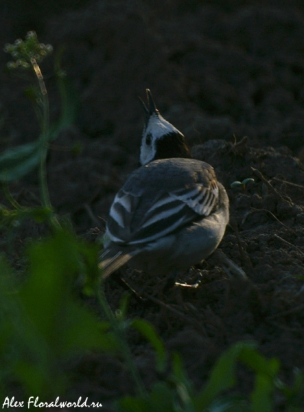 Белая трясогузка — Motacilla alba
Ключевые слова: Белая трясогузка Motacilla alba