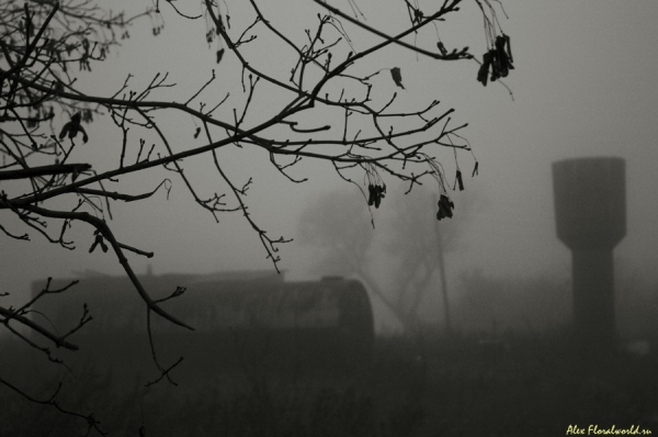 Октябрьское утро
Ключевые слова: октябрь туман сумрак осень 
