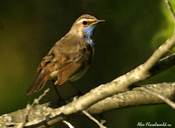 Варакушка — Luscinia svecica. Самец.
Ключевые слова: варакушка Luscinia svecica Самец