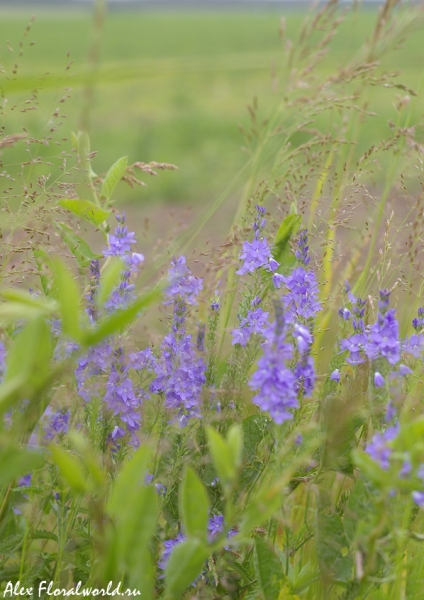 Вероника большая, вероника широколистная (Veronica teucrium)
Ключевые слова: Вероника большая вероника широколистная Veronica teucrium