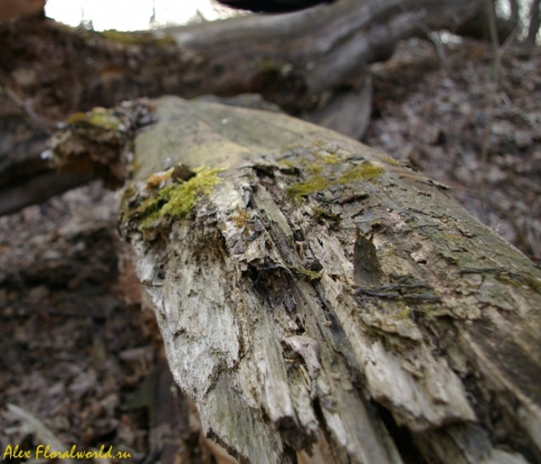 Древесина старого вяза
Ключевые слова: вяз дерево валежник весна