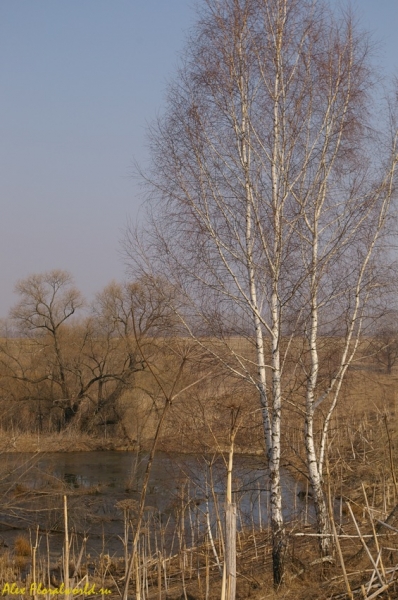 Вид на бывшый барский пруд.
Ключевые слова: весна солнце март пруд береза ветла