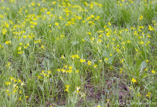 Гусиный лук жёлтый (Gagea lutea)
Ключевые слова: Гусиный лук жёлтый Gagea lutea