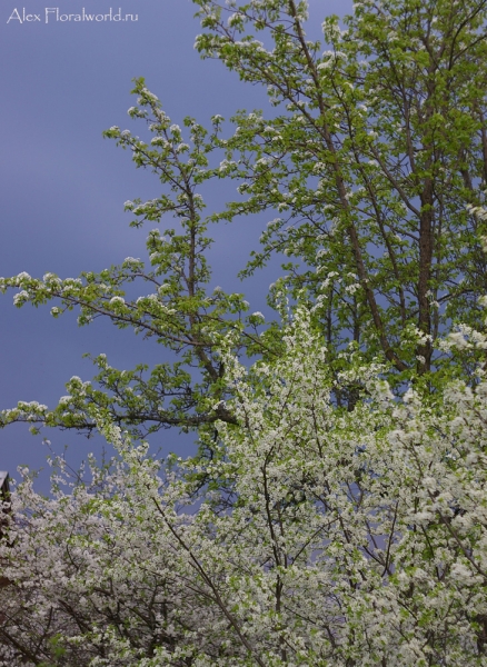Вишни и груша 
Ключевые слова: вишни груша цветы весна
