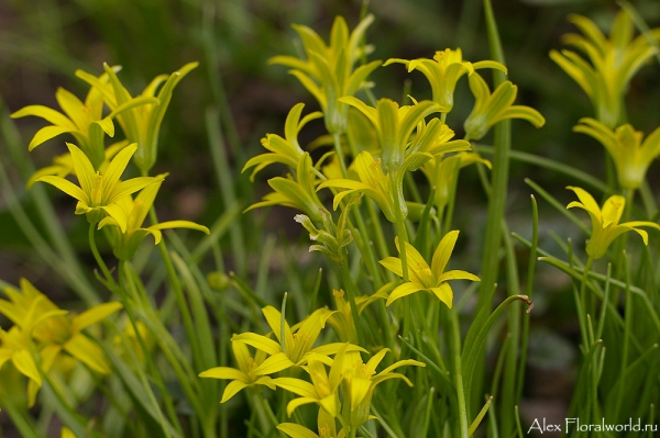 Гусиный лук жёлтый (Gagea lutea) 
Ключевые слова: Гусиный лук жёлтый Gagea lutea