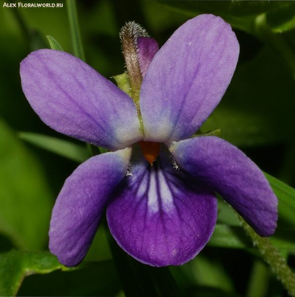 Фиалка (Viola)
Ключевые слова: фиалка viola