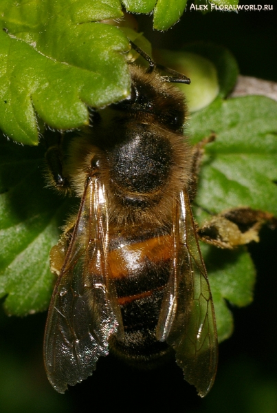 Пчелка
Ключевые слова: пчела 