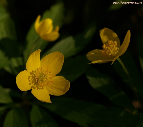 Ветреница лютиковая (Anemone ranunculoides)
Ключевые слова: ветреница лютиковая Anemone ranunculoides