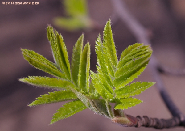 Распускаются листья рябины обыкновенной (Sorbus aucuparia L.)
Ключевые слова: листья рябина весна