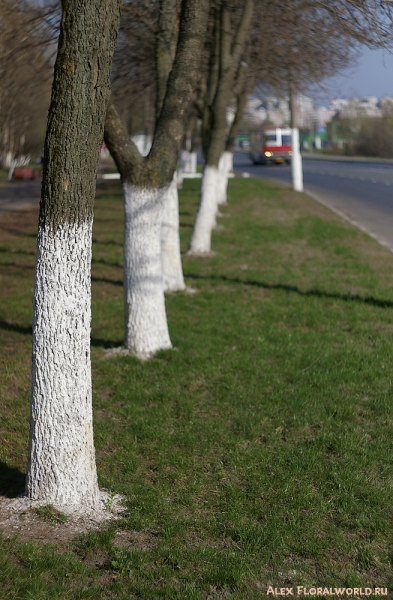 Весна на улице
Ключевые слова: весна город улица