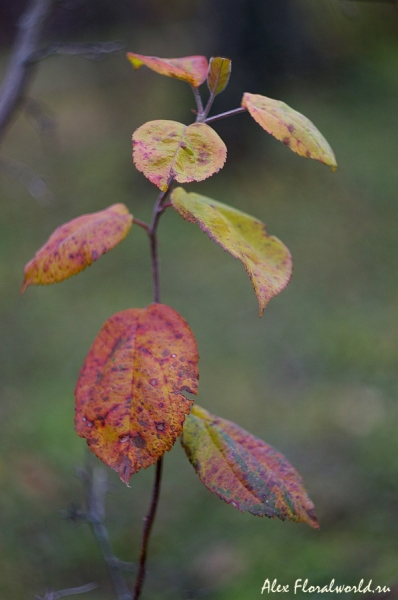 Листва яблони в ноябре
Ключевые слова: яблоня лист ветка осень