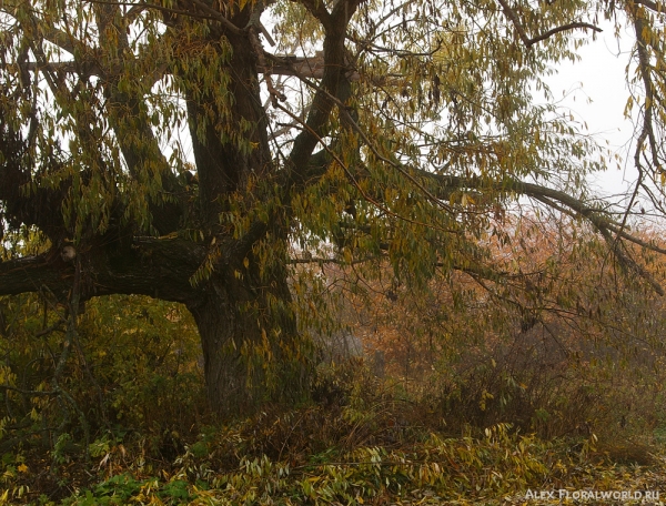 Старая ветла, осень
Ключевые слова: осень ветла дерево листья