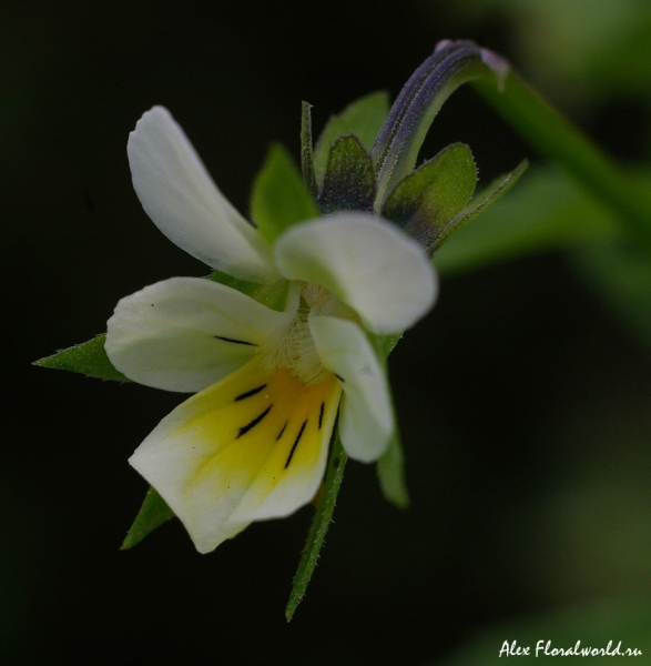 Фиалка, Виола (Viola), дикорастущий вид
Ключевые слова: Фиалка Виола Viola