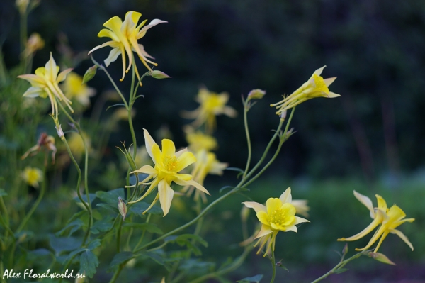 Водосбор, аквилегия (Aquilegia)
Ключевые слова: Водосбор аквилегия Aquilegia