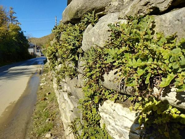 Ceterach officinarum
Ключевые слова: Ceterach officinarum
