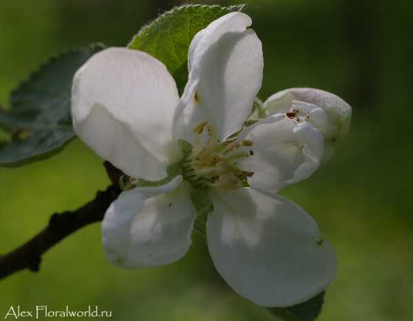 Цветок яблони
Ключевые слова: яблоня цветок фото растение весна