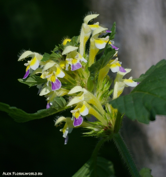 Пикульник красивый, или Зябра (Galeopsis speciosa Mill.)
Ключевые слова: фото макро цветок Пикульник красивый Зябра Galeopsis speciosa