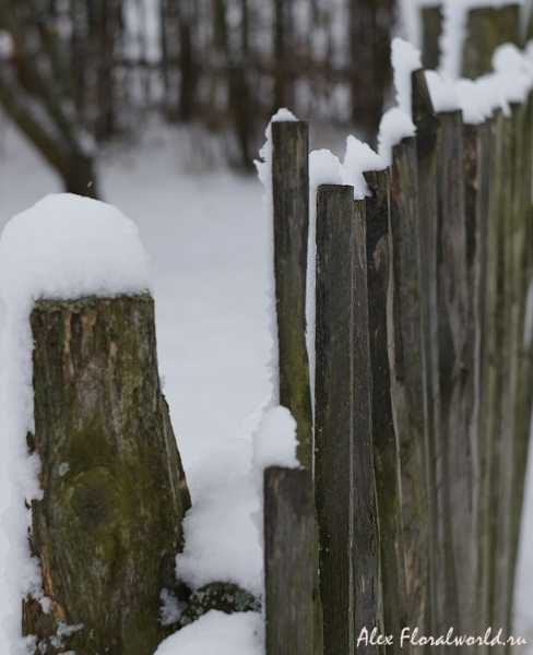 Забор, предзимье
Ключевые слова: забор снег осень зима