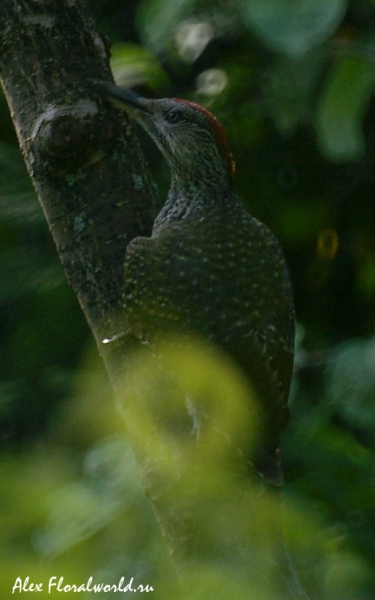 Зеленый дятел (Picus viridis)
Ключевые слова: Зеленый дятел Picus viridis