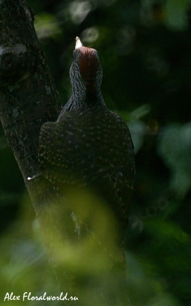 Зеленый дятел (Picus viridis)
Ключевые слова: Зеленый дятел Picus viridis