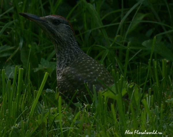 Зеленый дятел (Picus viridis)
Ключевые слова: Зеленый дятел Picus viridis