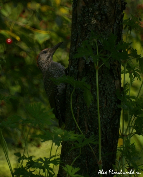 Зеленый дятел (Picus viridis)
Ключевые слова: Зеленый дятел Picus viridis