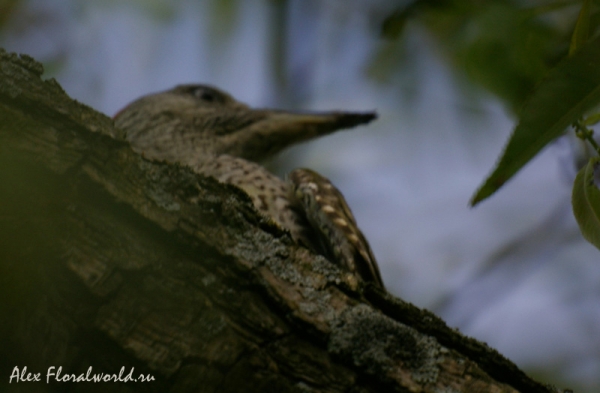 Зеленый дятел (Picus viridis)
Ключевые слова: Зеленый дятел Picus viridis