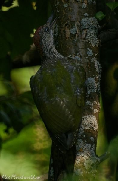 Зеленый дятел (Picus viridis) на яблоне
Ключевые слова: Зеленый дятел Picus viridis