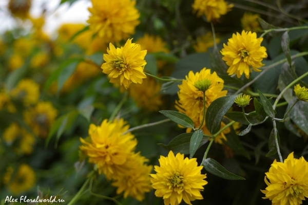 Рудбекия (Rudbeckia), Золотые шары
Ключевые слова: Рудбекия Rudbeckia Золотые шары