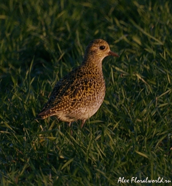 Золотистая ржанка (Pluvialis apricaria) на перелете. Ноябрь, средняя полоса России
Ключевые слова: ржанка золотистая Pluvialis apricaria