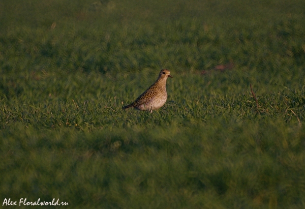 Золотистая ржанка (Pluvialis apricaria) на перелете. Ноябрь, средняя полоса России
Ключевые слова: ржанка золотистая Pluvialis apricaria