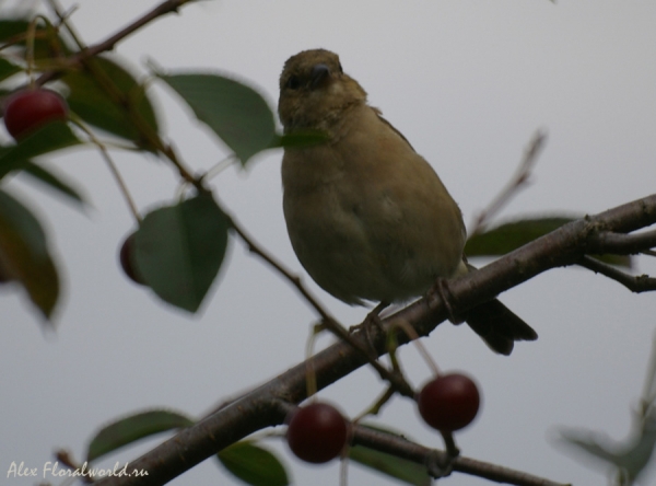 Зяблик (Fringilla coelebs), молодая птица
Ключевые слова: Зяблик Fringilla coelebs молодая птица