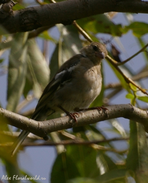 Зяблик (Fringilla coelebs), молодая птица
Ключевые слова: Зяблик Fringilla coelebs молодая птица