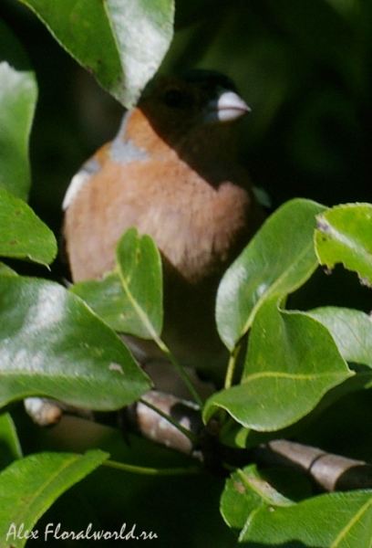 Зяблик (Fringilla coelebs), самец
Ключевые слова: Зяблик Fringilla coelebs самец