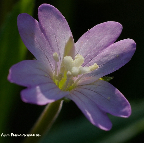 Кипрей (Epilobium)
Ключевые слова: фото макро цветок Кипрей Epilobium