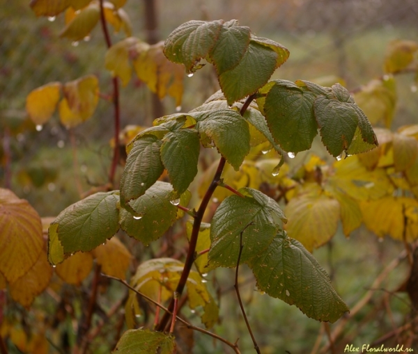 Листва малины
Ключевые слова: малина осень листва капли дождь
