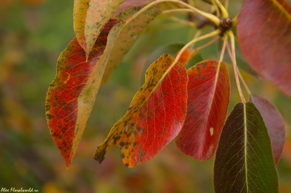 Груша покраснела
Ключевые слова: осень груша лист красный