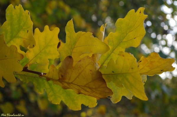 Дуб черешчатый
Ключевые слова: дуб черешчатый осень лист желтый