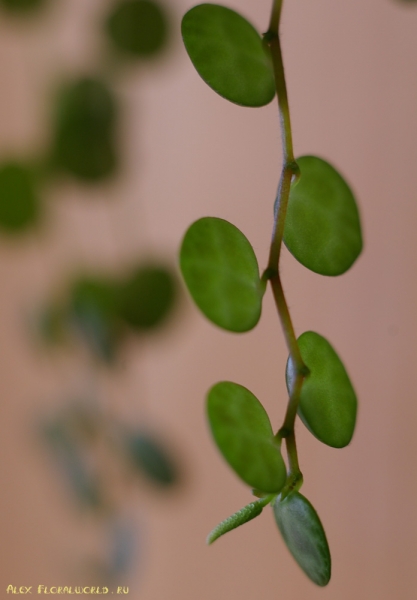 Пеперомия плоская, или стелющаяся (Peperomia prostrata)
Ключевые слова: пеперомия плоская стелющаяся Peperomia prostrata