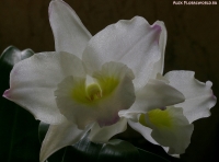 Имя файла=Dendrobium_2009_1.jpg
Размер файла=217КБ
Размеры=1000x743
Дата=Март 30, 2009 Dendrobium_2009_1.jpg