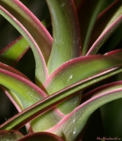 Имя файла=Dracaena1.jpg
Размер файла=203КБ
Размеры=780x900
Дата=Фев 11, 2008 Dracaena1.jpg