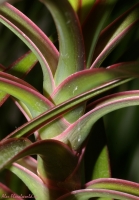 Имя файла=Dracaena2.jpg
Размер файла=151КБ
Размеры=598x857
Дата=Фев 11, 2008 Dracaena2.jpg