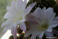 Echinopsis17.jpg